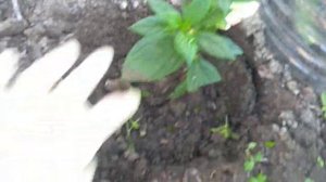 Пересадка черенков гортензии в горшки.