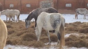 Орловские рысаки