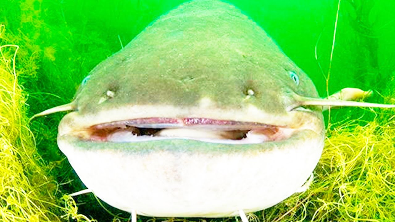 Рыба сом. Интересное про рыбу смотреть онлайн