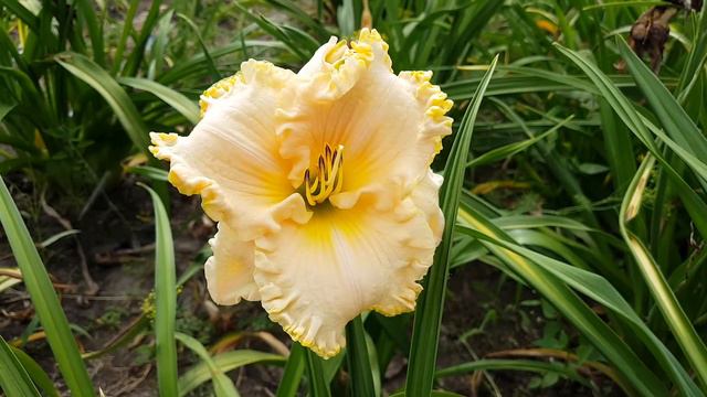 Лилейник Victorian Lace_ Daylily (Hemerocallis 'Victorian Lace')_video 2 смотреть онлайн