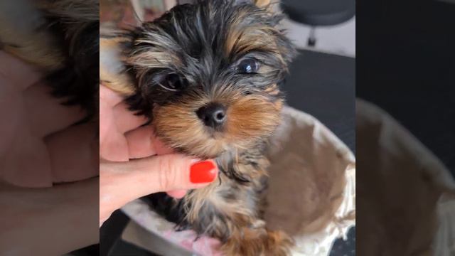 Лютик Глориус Флёр мальчик мини ищет семью! смотреть онлайн