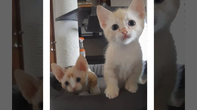Minskin ❤ Munchkin ❤ смотреть онлайн
