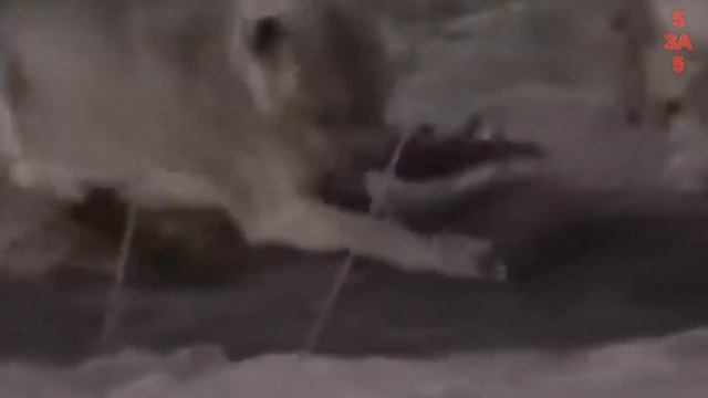 Хищники в деле. Кобра и Питон Переоценили Свои Силы! Самые эпичные битвы диких животных "за 5 минут смотреть онлайн