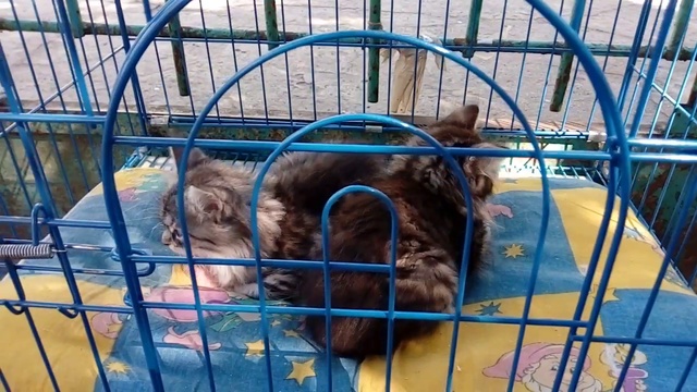Раздаю котейцев!!!! смотреть онлайн