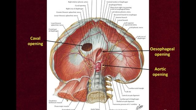 Chest Wall and the Anatomy of Respiration смотреть онлайн