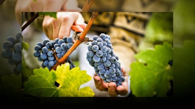 Проведение внекорневой подкормки винограда. смотреть онлайн