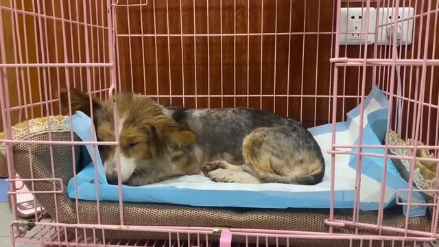 Dog Who Survived Being Stabbed 8 Times Gets Adopted ，Unfortunately Life Is Coming To An End смотреть онлайн