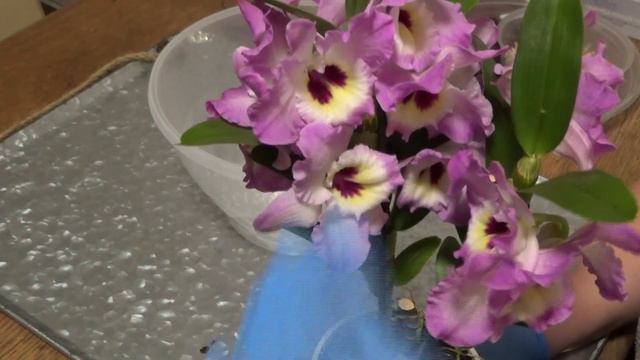 Dzień Storczyka. Oddzielanie keiki, przesadzanie Dendrobium Nobile, ukorzenianie wanilii. смотреть онлайн