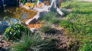 ОВСЯНИЦА сизая (СИНИЧКА)-декоративный злак. Делюсь опытом посадки из семян.