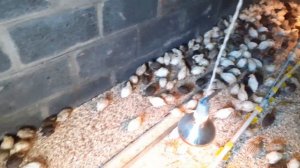 Всё о перепелах!Перепела от А до Я!Советы начинающим.