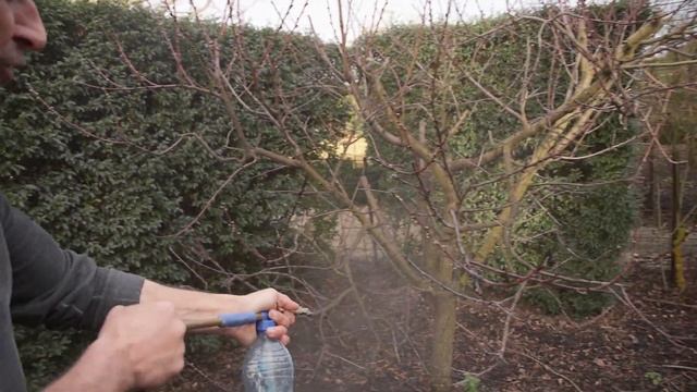 My Last Spray To Stop Leaf Curl 2022 смотреть онлайн