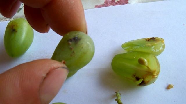 Двулётная листовёртка. смотреть онлайн