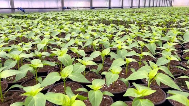 Как вырастить здоровую рассаду? смотреть онлайн