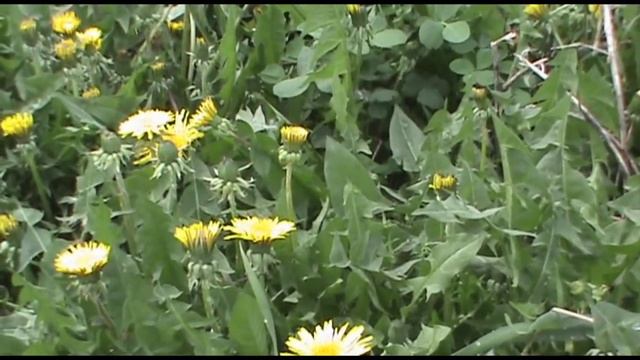 Цветение одуванчика смотреть онлайн