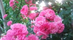 Обзор розы Эксцельза (Ekcelsa)