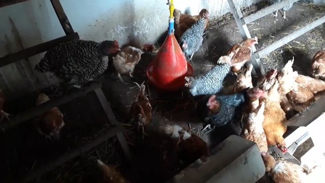 Куры начали нестись! смотреть онлайн