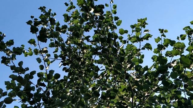 17 августа-АВДОТЬЯ-малиновка, огуречница, сеногнойка. Что нельзя делать.Народные приметы смотреть онлайн