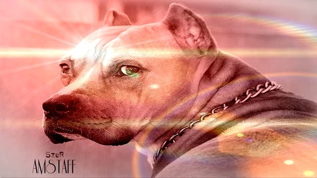 SzeR - AMSTAFF смотреть онлайн