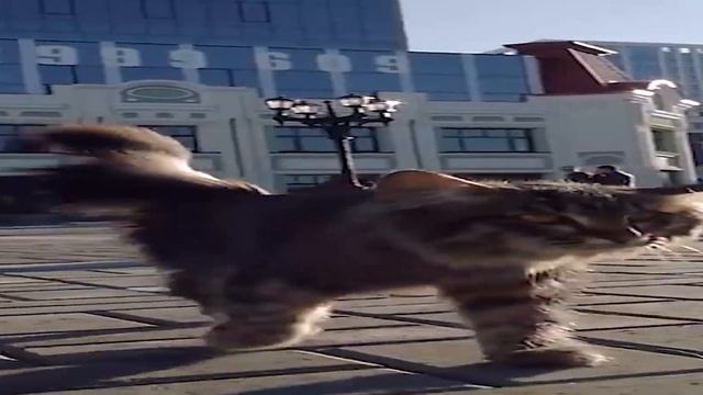 Широкий кот идёт