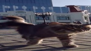 Широкий кот идёт