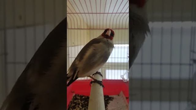 Седоголовый щегол. смотреть онлайн