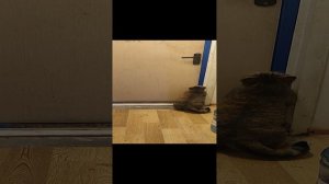 умная кошка