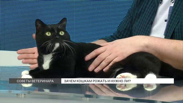 Нужно ли кошкам рожать? смотреть онлайн