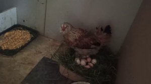 Две квочки в одном помещений. Возможно ли это?