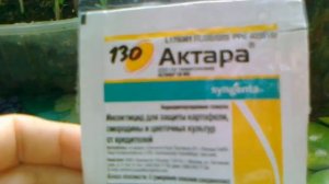 Актара - долговременная защита ваших растений