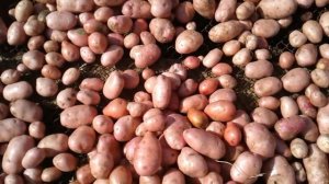 Сорта картофеля: Салблю, Крепыш, Великан,  Василёк, Деревенский, Банан.