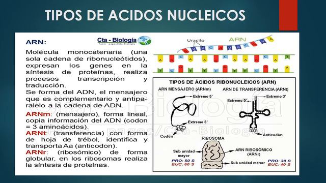 4.- NIVEL - ÁCIDOS NUCLEICOS - MARÍA DE LAS MERCEDES смотреть онлайн