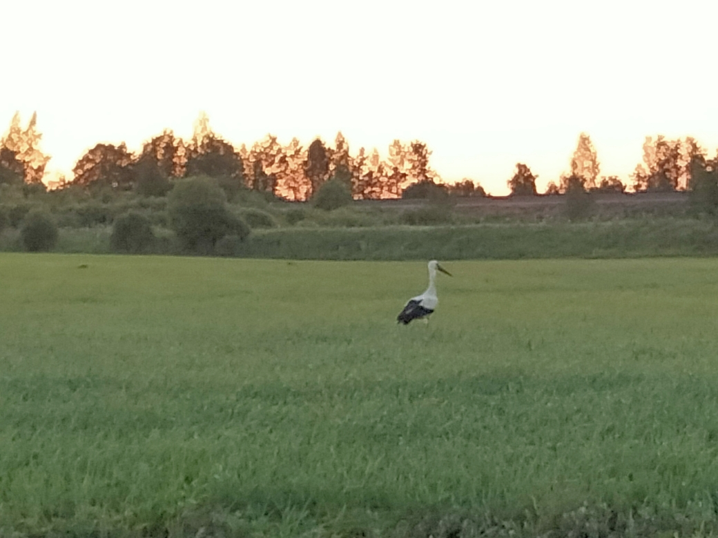 Деревенский вечер на фоне заката смотреть онлайн