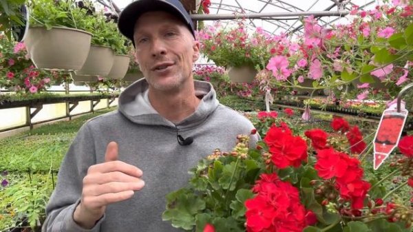 Best Geranium Care for Baskets - How to Clean Up & Care for Geraniums