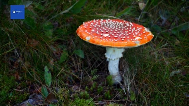 Dead Man’s Fingers | Mare hue insan ki ungaliyaan смотреть онлайн