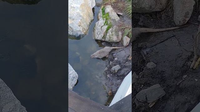 Бобры в воде смотреть онлайн