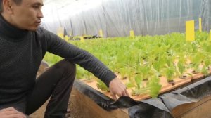 Аквапоника обзор. Аквапоника в теплице.