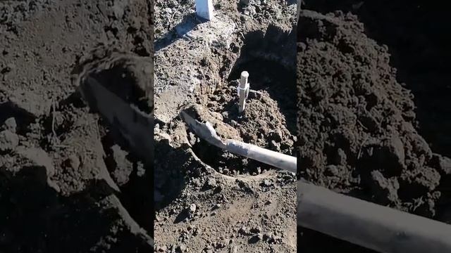 Укрываю саженец винограда в зиму