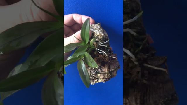 Dendrobium parishii смотреть онлайн