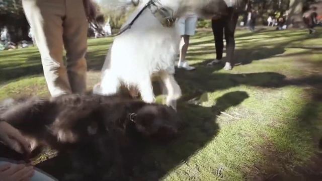 Самые большие собаки Biggest dogs смотреть онлайн