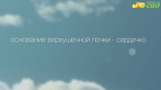 Посадка земляники - как правильно посадить землянику смотреть онлайн