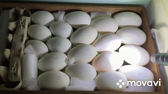 Что то с Гусями пошло не так/ Разбираемся в ситуации/ Проверка оплода