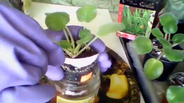 24.04 Фиалка Арктик Фрост смотреть онлайн