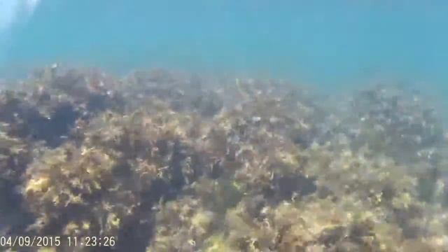 Камера для подводной съемки Съемка под водой тест смотреть онлайн