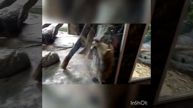 Тульский экзотариум в парке.Как Ксю и Насик посетили экзотариум. смотреть онлайн