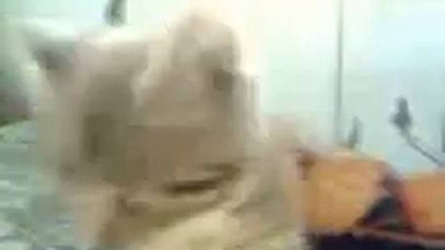 Котёнок и печеньки смотреть онлайн