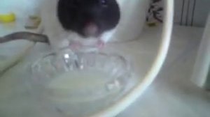 Крыса пьет молоко / Rat drinking a milk