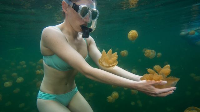 Jellyfish Lake, Palau