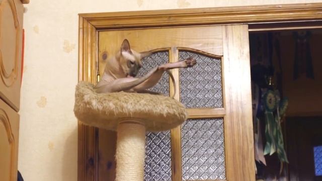 Топ 10 самых дорогих кошек в мире | Самые дорогие кошки смотреть онлайн