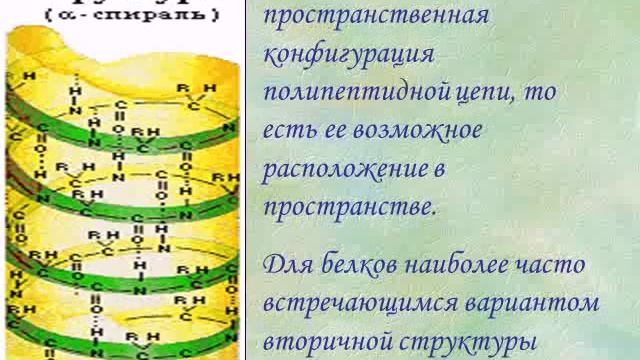 Белки 10 класс смотреть онлайн
