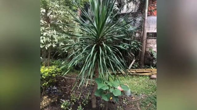 Our Plants at Home in Bacolod смотреть онлайн